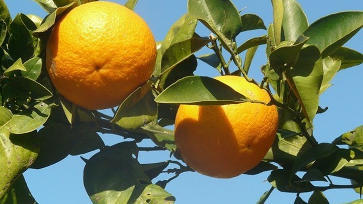 Sinaasappelboom.jpg