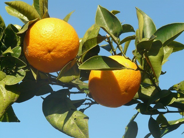 Sinaasappelboom.jpg