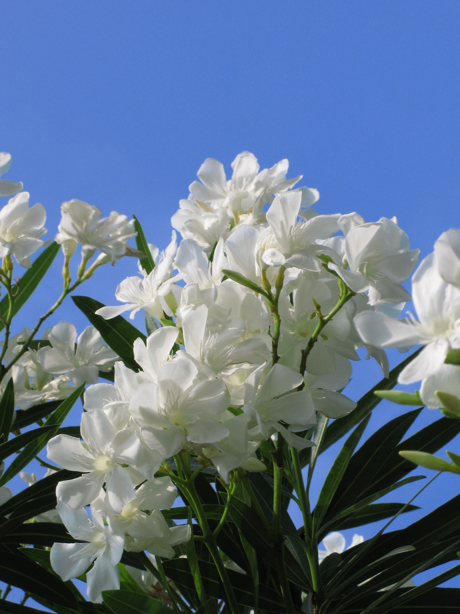 Oleander.jpg